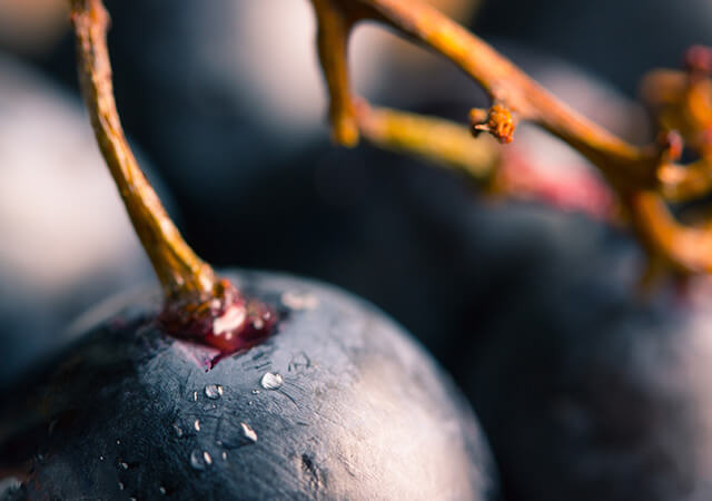 Photo Gallery